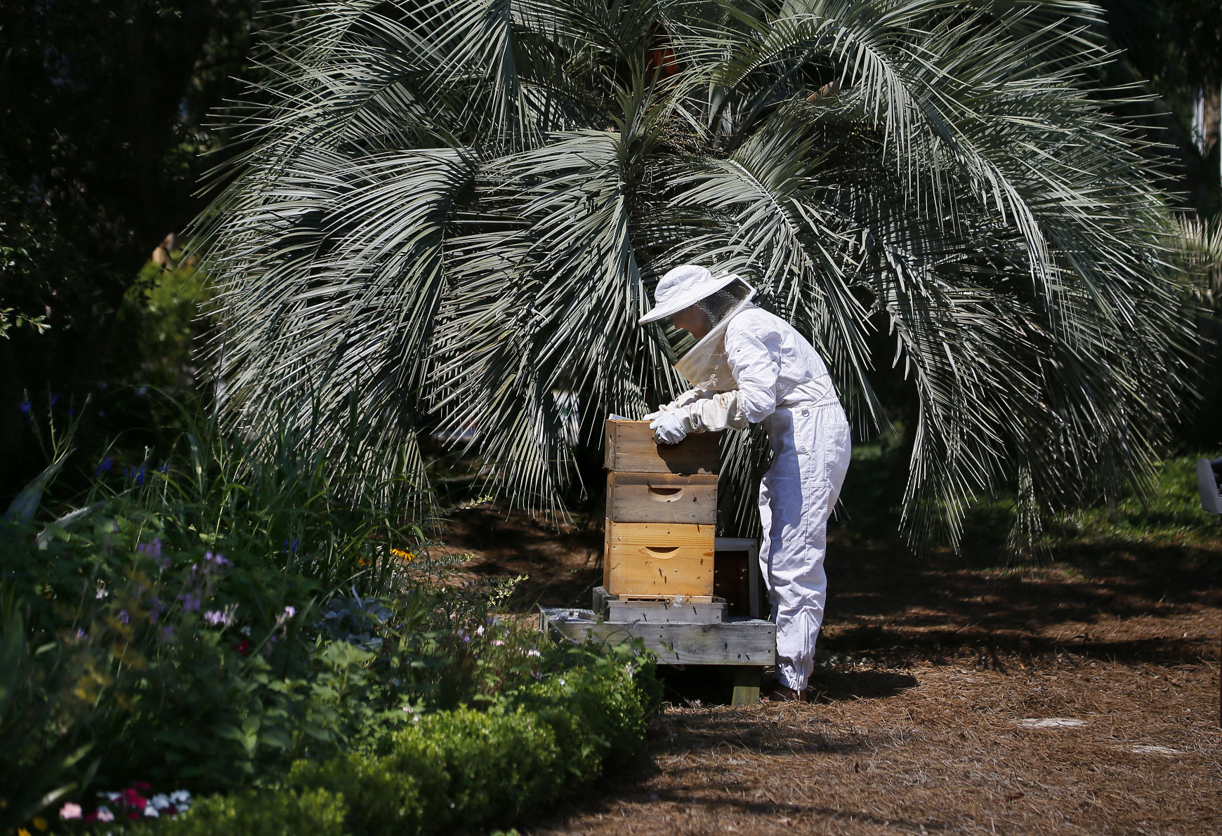 bee overall.jpg (copy)